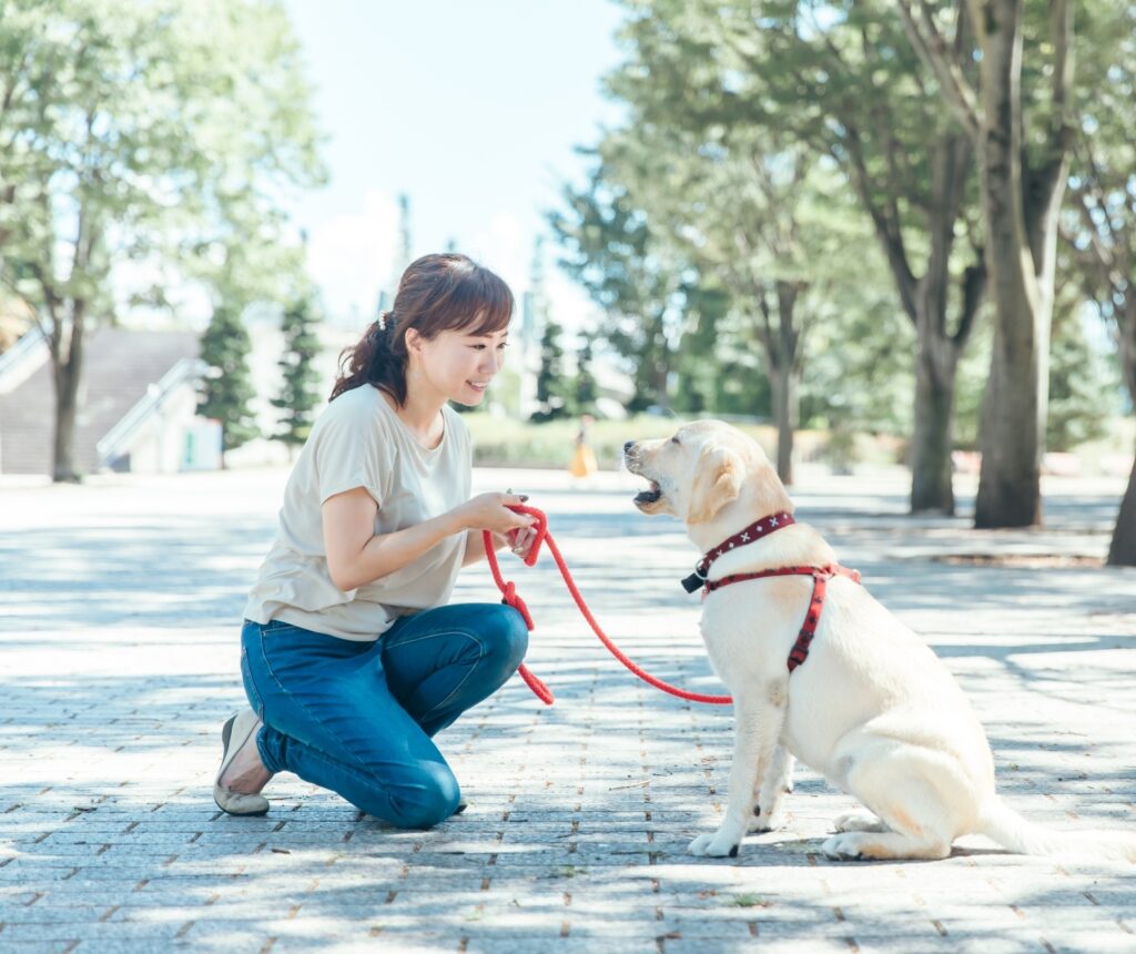 犬を散歩する写真